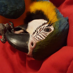 Meet your Posher, Richard